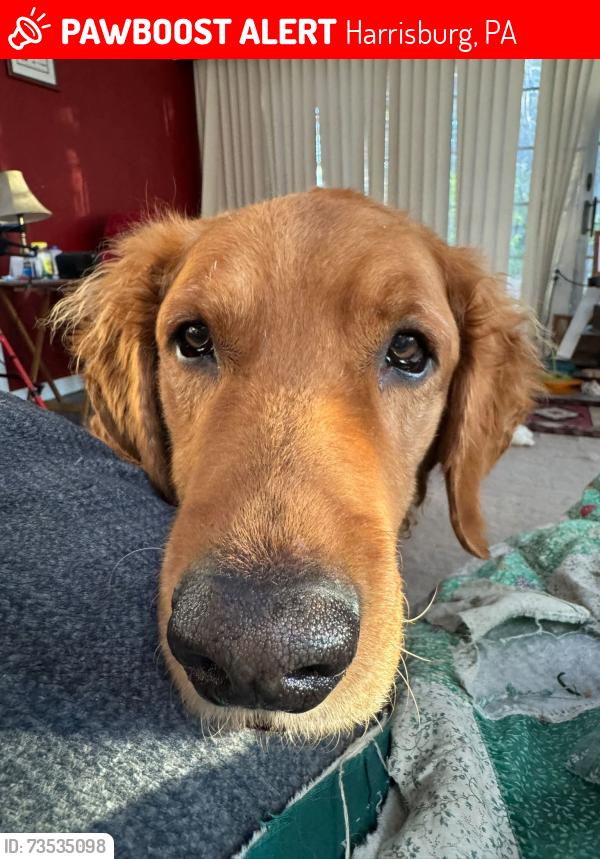 Lost Male Dog last seen Days inn, Harrisburg, PA 17101