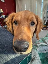 Lost Male Dog last seen Days inn, Harrisburg, PA 17101