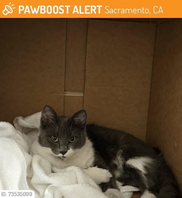Found/Stray Female Cat last seen Windbridge drive, Pocket-Greenhaven, Sacramento, CA 95831