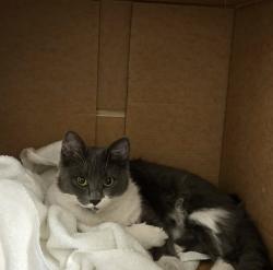Found/Stray Female Cat last seen Windbridge drive, Pocket-Greenhaven, Sacramento, CA 95831