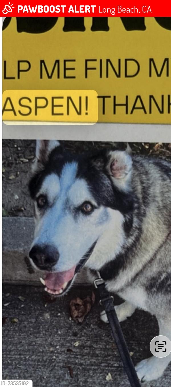 Lost Male Dog last seen 5th, Long Beach, CA 90831