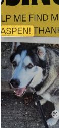 Lost Male Dog last seen 5th, Long Beach, CA 90831
