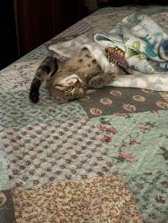 Reunited Male Cat last seen 96th and Adobe, Mesa, AZ 85207