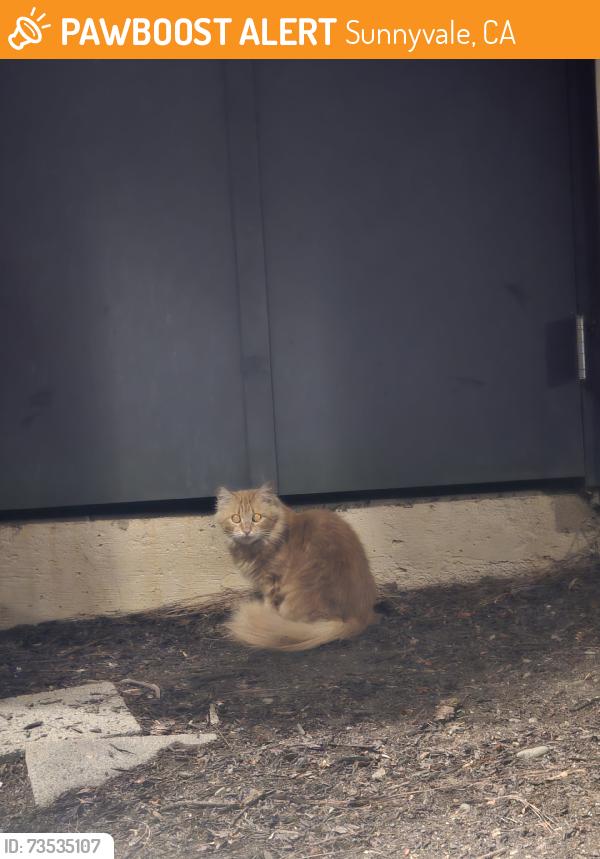 Found/Stray Unknown Cat last seen Near butchers bbq, Sunnyvale, CA 94087