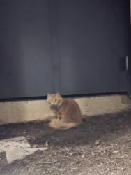 Found/Stray Unknown Cat last seen Near butchers bbq, Sunnyvale, CA 94087