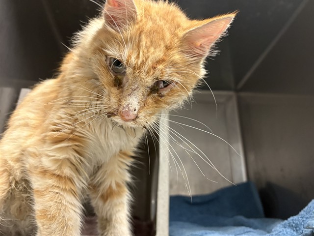 Shelter Stray Unknown Cat last seen , 11258 Garfield Ave, Downey, CA 90242, USA