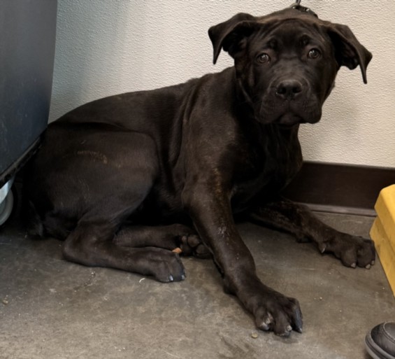 Shelter Stray Female Dog last seen , West Valley Animal Shelter, 20655 Plummer St, Chatsworth, CA 91311, USA