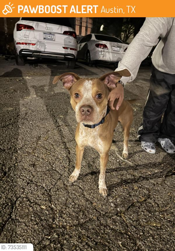 Found/Stray Male Dog last seen San Gabriel & W Martín Luther king Jr Blvd, Austin, TX 78705