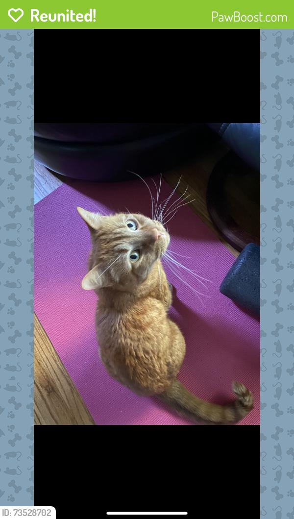 Reunited Male Cat last seen Mima Mounds, Olympia, WA 98512