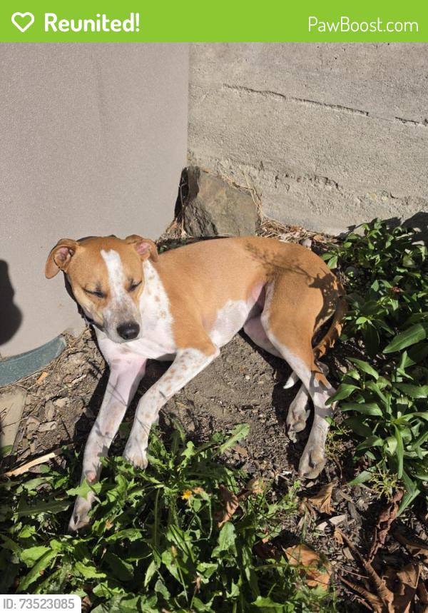 Reunited Female Dog last seen Baker Beach, San Francisco, CA 94129