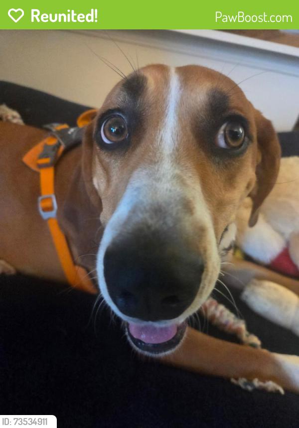 Reunited Male Dog last seen Culvers, Oak Creek, WI 53154