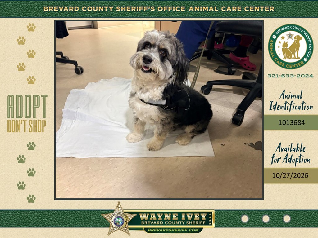Shelter Stray Male Dog last seen United States, 5100 W Eau Gallie Blvd, Melbourne, FL 32934, USA