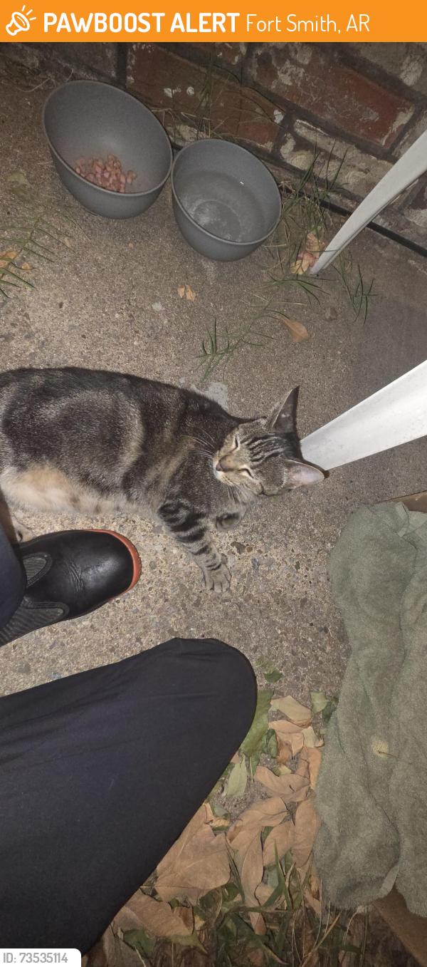 Found/Stray Female Cat last seen Off highway 540 near the dollar general, Fort Smith, AR 72908
