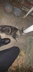 Found/Stray Female Cat last seen Off highway 540 near the dollar general, Fort Smith, AR 72908