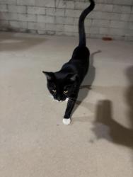 Found/Stray Male Cat last seen Near N West Street Anaheim Ca, Anaheim, CA 92801