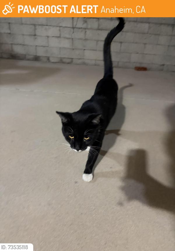 Found/Stray Male Cat last seen Near N West Street Anaheim Ca, Anaheim, CA 92801