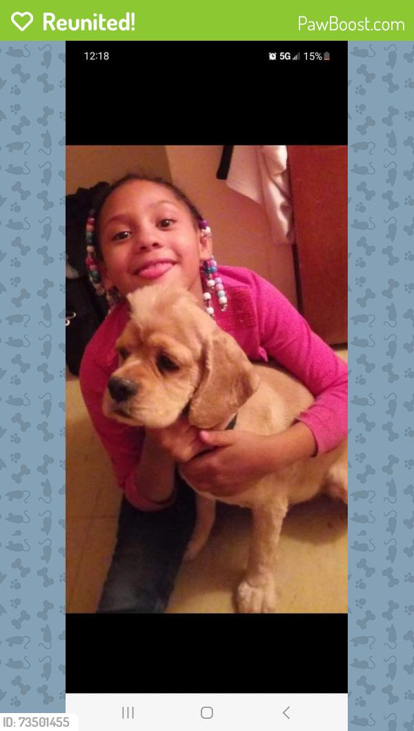 Reunited Male Dog last seen Near niskayuna, Schenectady, NY 12308
