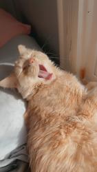 Reunited Male Cat last seen Wall Rd, Tobaccoville, NC 27050