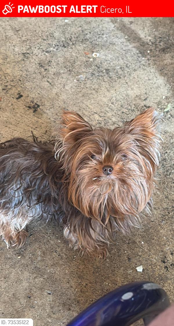 Lost Female Dog last seen Austin And pershing, Cicero, IL 60804