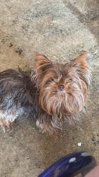 Lost Female Dog last seen Austin And pershing, Cicero, IL 60804