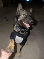 Reunited Male Dog last seen Near W Puente Ave, West Covina, CA 91790, USA, West Covina, CA 91790