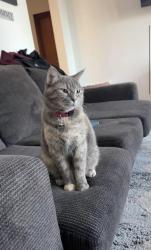Lost Female Cat last seen Elizabeth Road & Harper Ave, Winnipeg, MB 