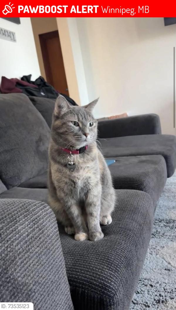 Lost Female Cat last seen Elizabeth Road & Harper Ave, Winnipeg, MB 