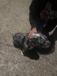 Found/Stray Female Dog last seen Bridgepath Ln, Houston, TX 77041