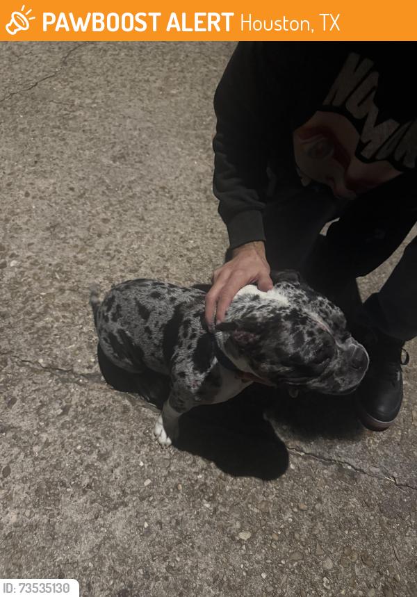 Found/Stray Female Dog last seen Bridgepath Ln, Houston, TX 77041