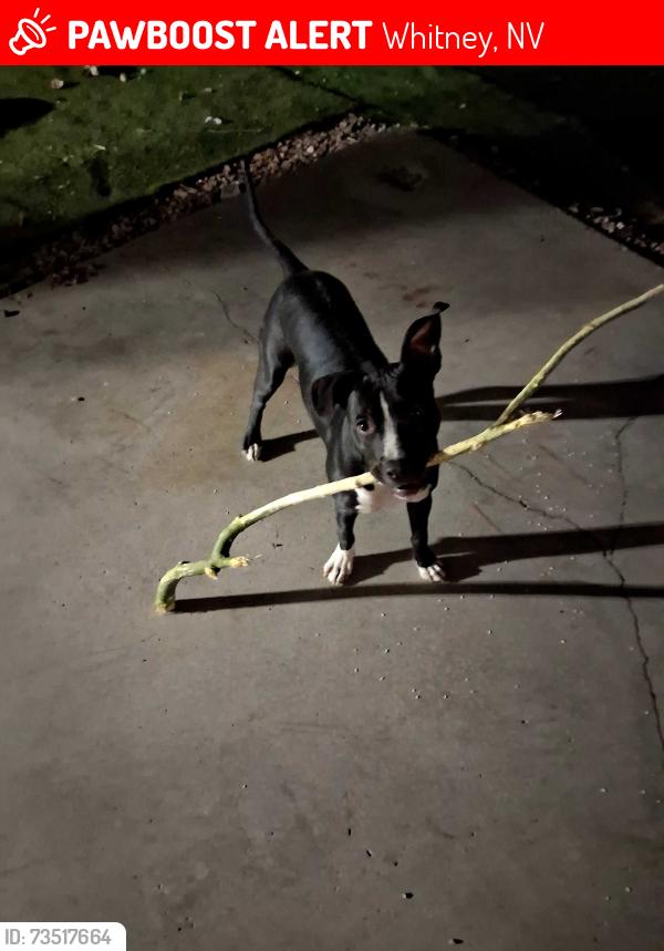 Lost Female Dog last seen Maryland and Bonanza, Whitney, NV 89121