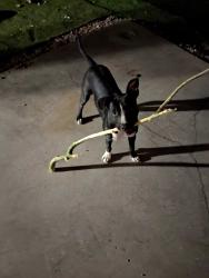 Lost Female Dog last seen Maryland and Bonanza, Whitney, NV 89121