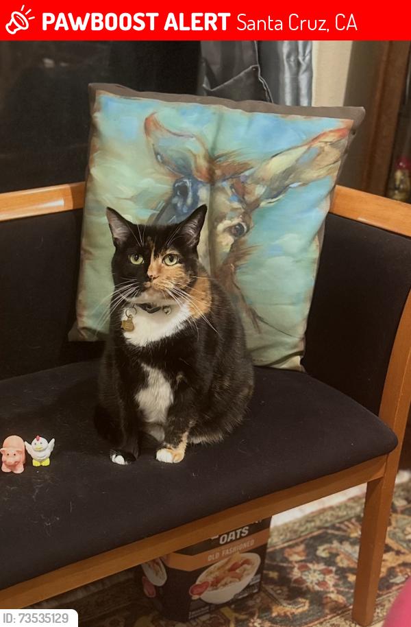Lost Female Cat last seen Myrtle, Santa Cruz, CA 95060