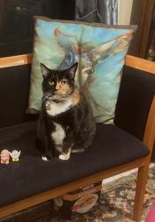 Lost Female Cat last seen Myrtle, Santa Cruz, CA 95060