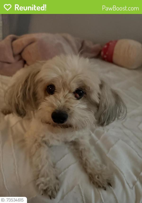 Reunited Female Dog last seen Wigwam Pecos, Henderson, NV 89074