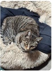 Reunited Female Cat last seen Oakland Coliseum, Oakland, CA 94612