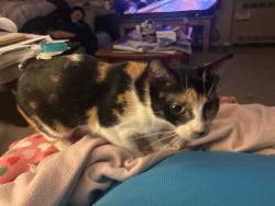 Reunited Female Cat last seen Dunlap and m24, Oxford Township, MI 48371