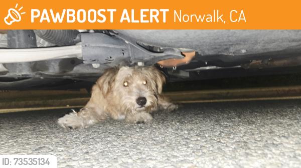 Found/Stray Male Dog last seen Barnwall, Norwalk, CA 90650