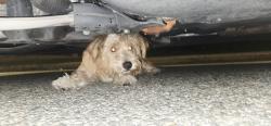 Found/Stray Male Dog last seen Barnwall, Norwalk, CA 90650
