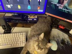 Reunited Female Cat last seen Near W Monterey Way, Phoenix, AZ 85017, USA, Phoenix, AZ 85017