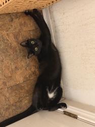 Lost Male Cat last seen Glenwood Ct & Cherry St in the Riverside neighborhood, San Antonio, TX 78210