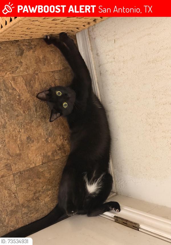 Lost Male Cat last seen Glenwood Ct & Cherry St in the Riverside neighborhood, San Antonio, TX 78210