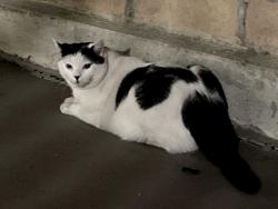Reunited Unknown Cat last seen 3rd St and St Andrews Pl, by the pool at the back of the building., Los Angeles, CA 90020