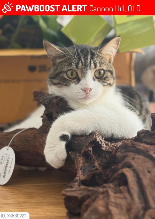 Lost Male Cat last seen Near dahlia street, Cannon Hill, QLD 4170