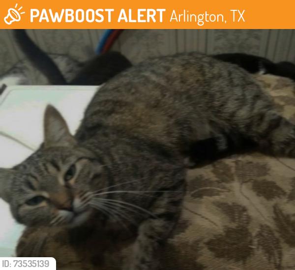 Found/Stray Female Cat last seen Kelly elliot road arlington texas, Arlington, TX 76017