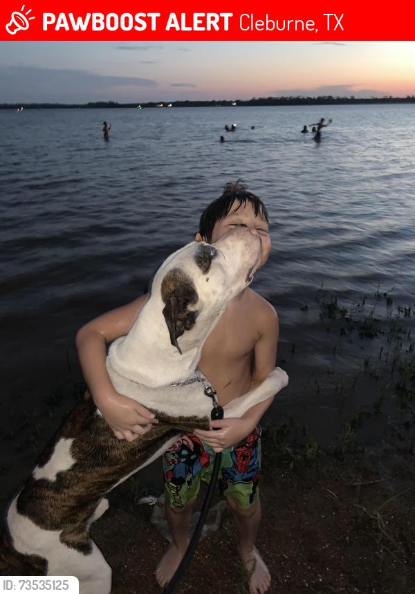 Lost Male Dog last seen It’s, Cleburne, TX 76031