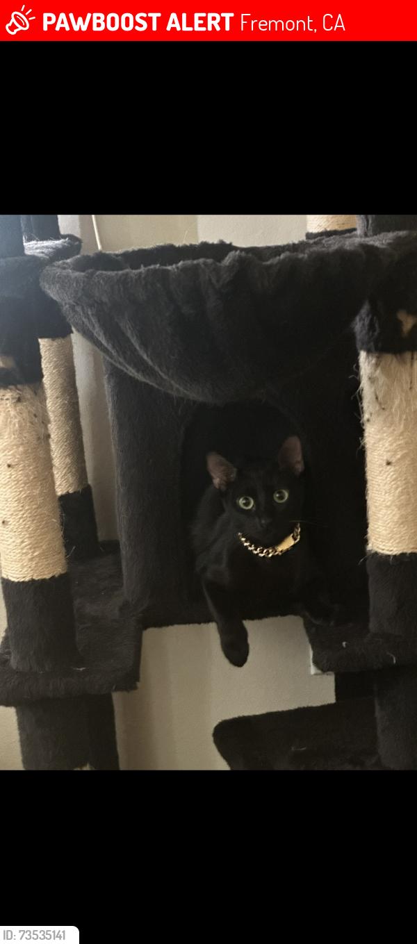 Lost Female Cat last seen Sundale /coco palm/ bliss ct, Fremont, CA 94538