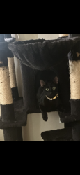 Lost Female Cat last seen Sundale /coco palm/ bliss ct, Fremont, CA 94538