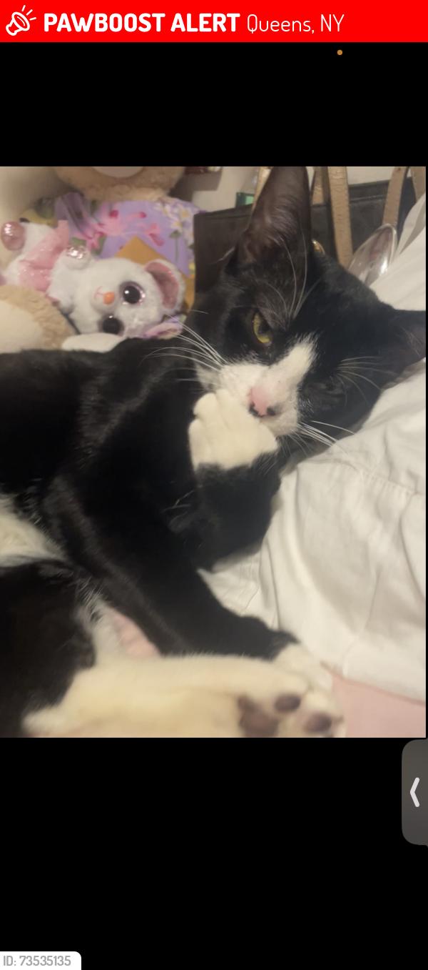 Lost Male Cat last seen New York hall of science, Queens, NY 11368