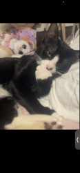Lost Male Cat last seen New York hall of science, Queens, NY 11368
