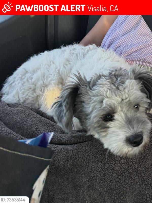 Lost Male Dog last seen Ben, Maddox and Houston, Visalia, CA 93292